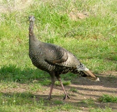 turkey4