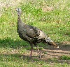turkey5