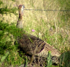 turkey6