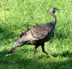 turkey7_lg