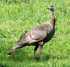 turkey8