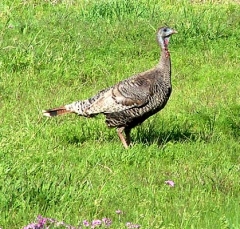 turkey9