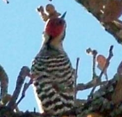 pecker1