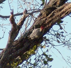 pecker10
