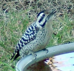 pecker11