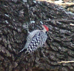 pecker12