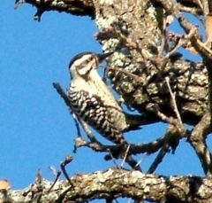 pecker2