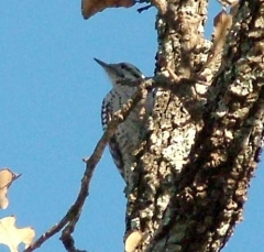 pecker3