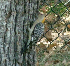 pecker4