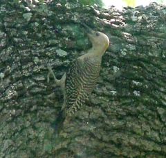 pecker5