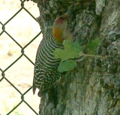 pecker6