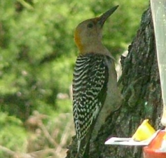 pecker7