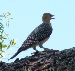 pecker8