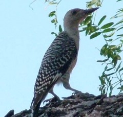 pecker9
