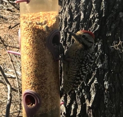 pecker_1