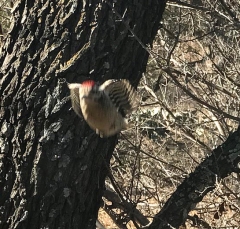 pecker_2
