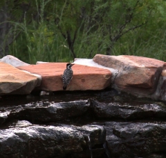 woodpecker2263