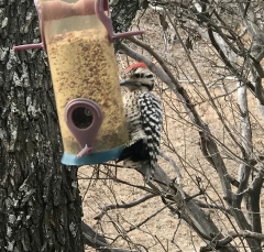 woodpecker3742-med