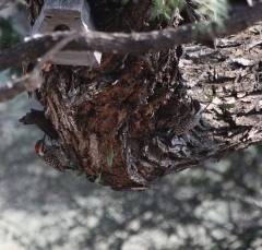 woodpeckers2734