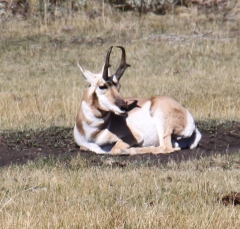antelope1