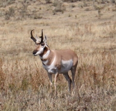 antelope2