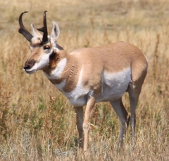 antelope3