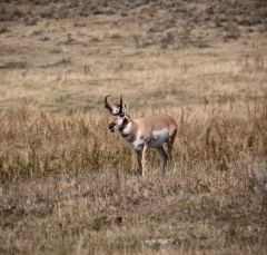 antelope4