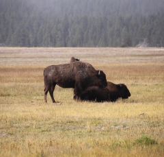 bison_5888