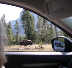 bisoncar