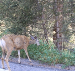 deer