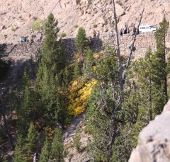 foliage