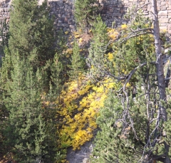 foliage2